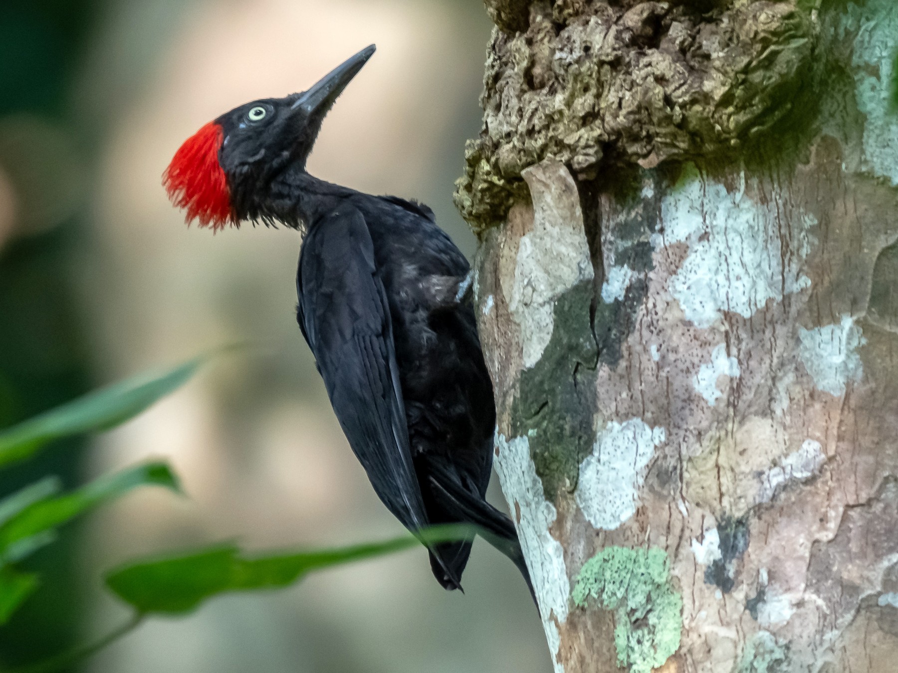Andaman Woodpecker - Balaji P B
