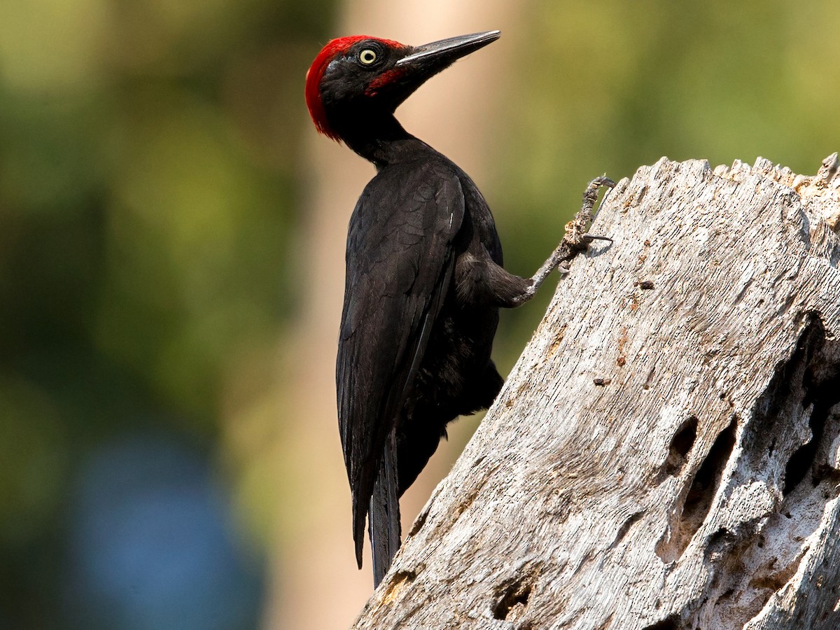 Andaman Woodpecker - Dryocopus hodgei - Birds of the World