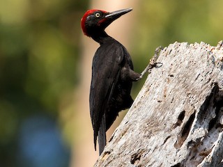  - Andaman Woodpecker