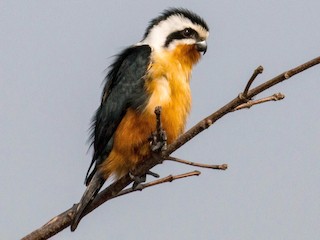  - Collared Falconet