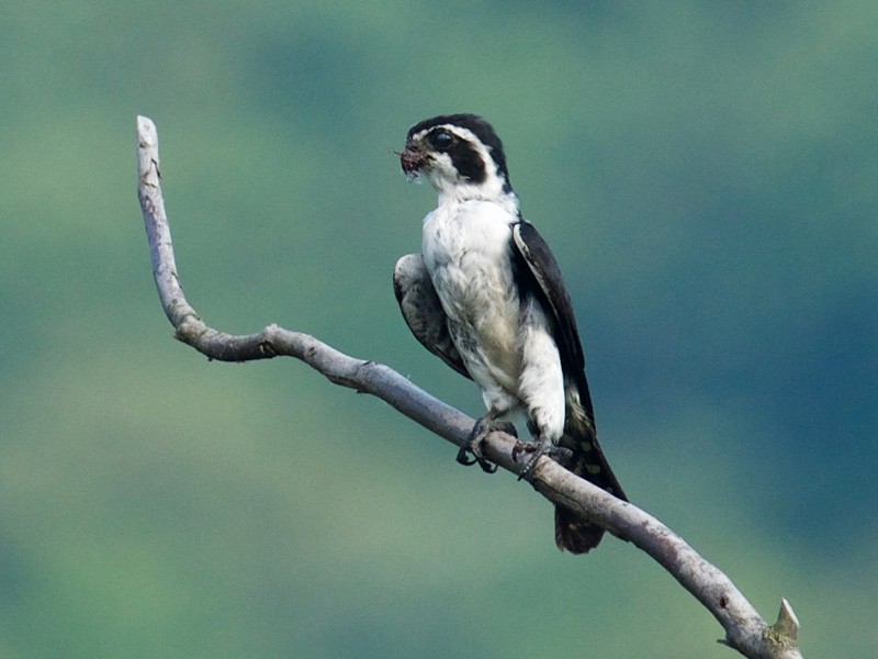 Pied Falconet - Qin Huang