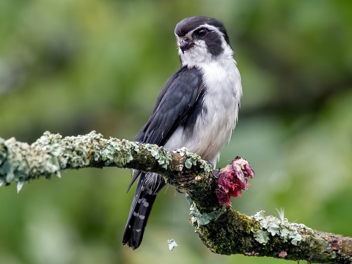 Pied Falconet - eBird