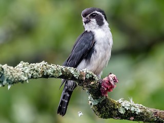  - Pied Falconet