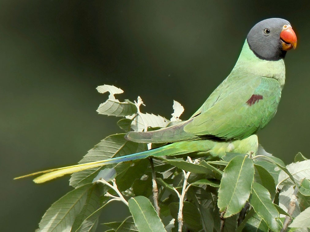 Slaty-headed Parakeet - Martjan Lammertink