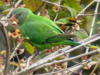  - Slaty-headed Parakeet