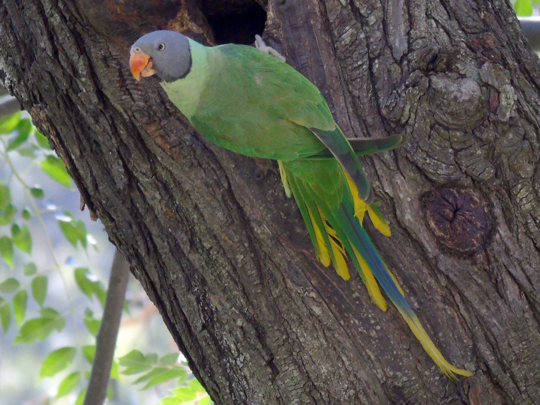 Slaty-headed Parakeet - Sukhwant S Raj