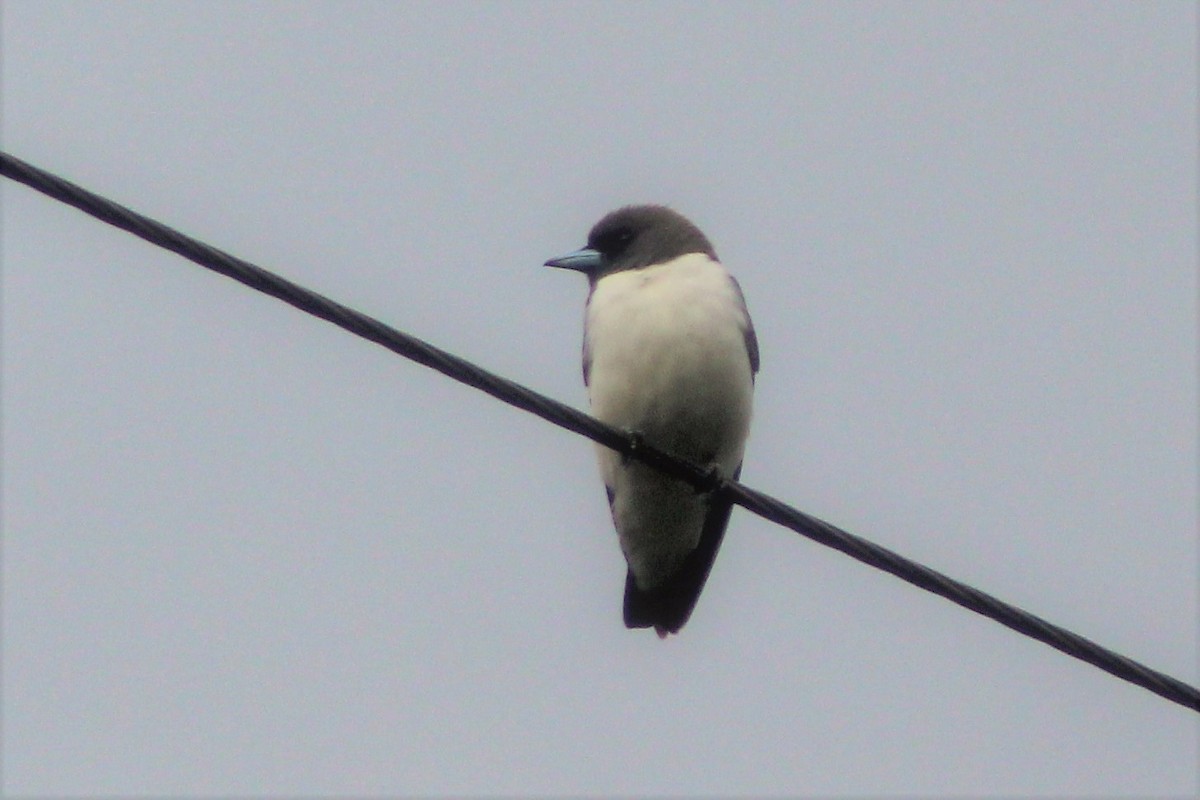 White-breasted Woodswallow - ML161388191