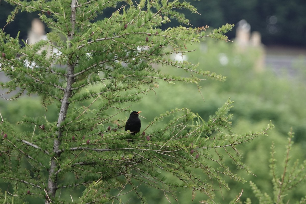 Eurasian Blackbird - ML161388431