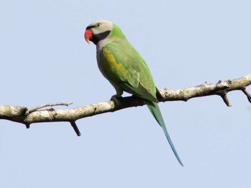 Red sales breasted parakeet