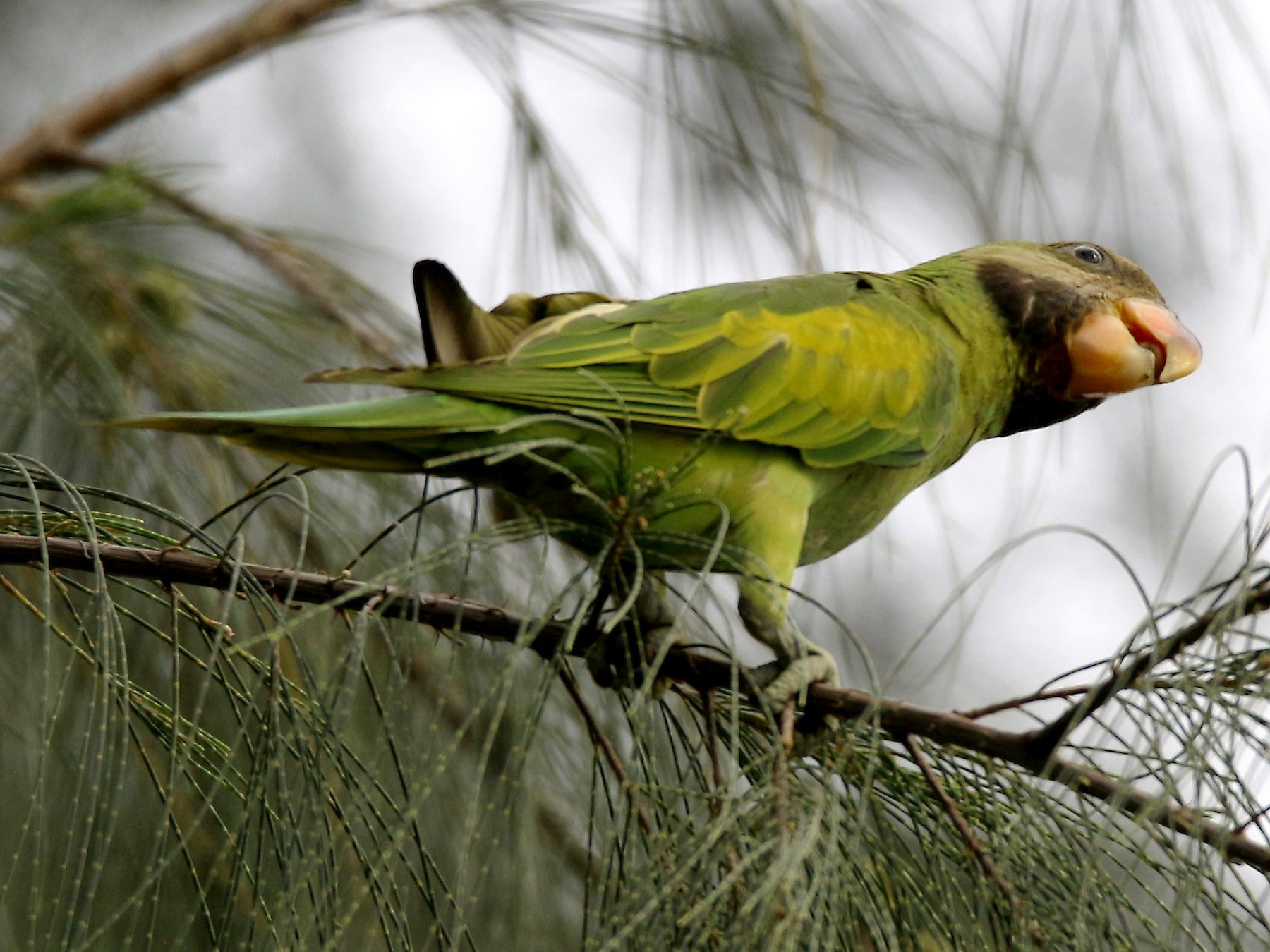 Red-breasted Parakeet - Fadzrun A.