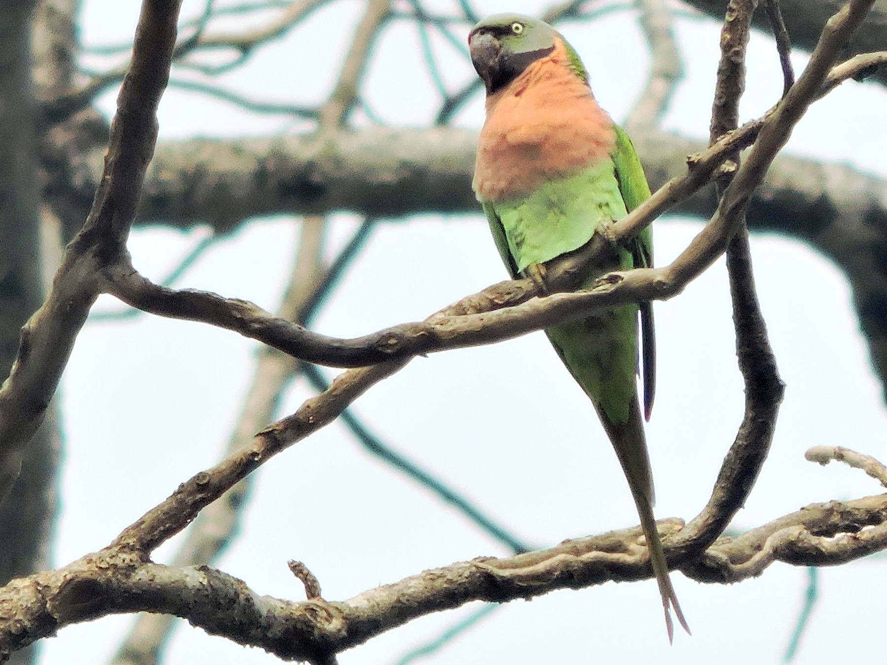 Red-breasted Parakeet - Tanmoy  Das Gupta