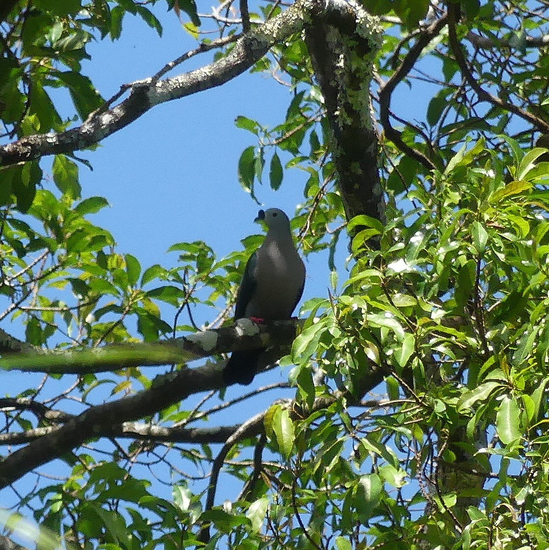Pacific Imperial-Pigeon - Diana Flora Padron Novoa