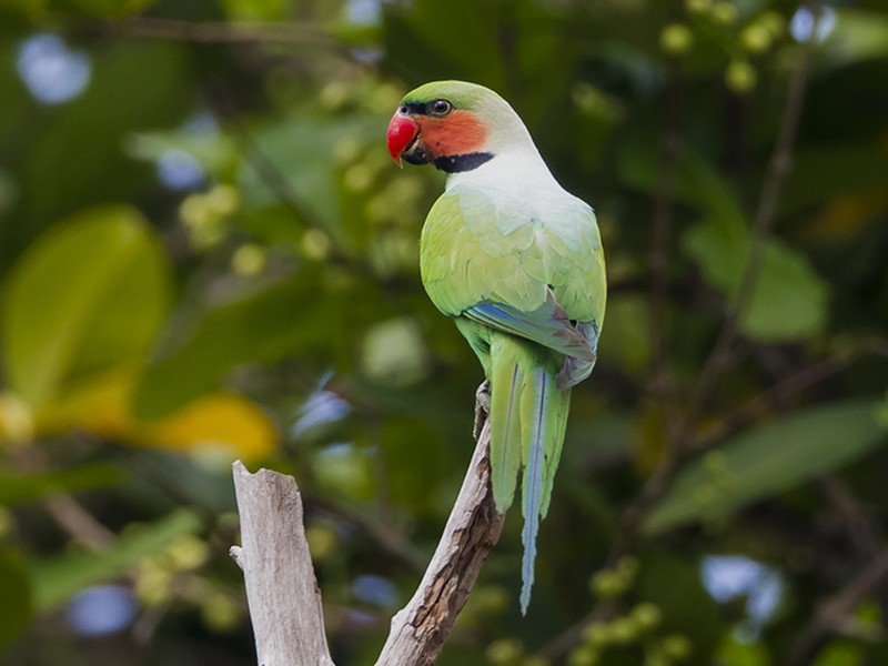 Long-tailed Parakeet - Soar Excursions