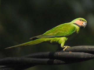 นกเพศเมียเต็มวัย (Andaman) - Daniele Mitchell - ML161390411
