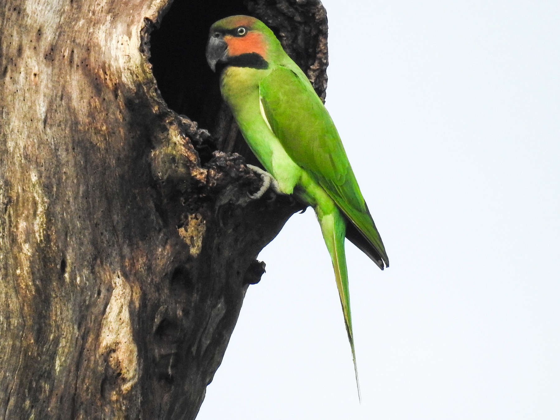 Long-tailed Parakeet - Pam Rasmussen