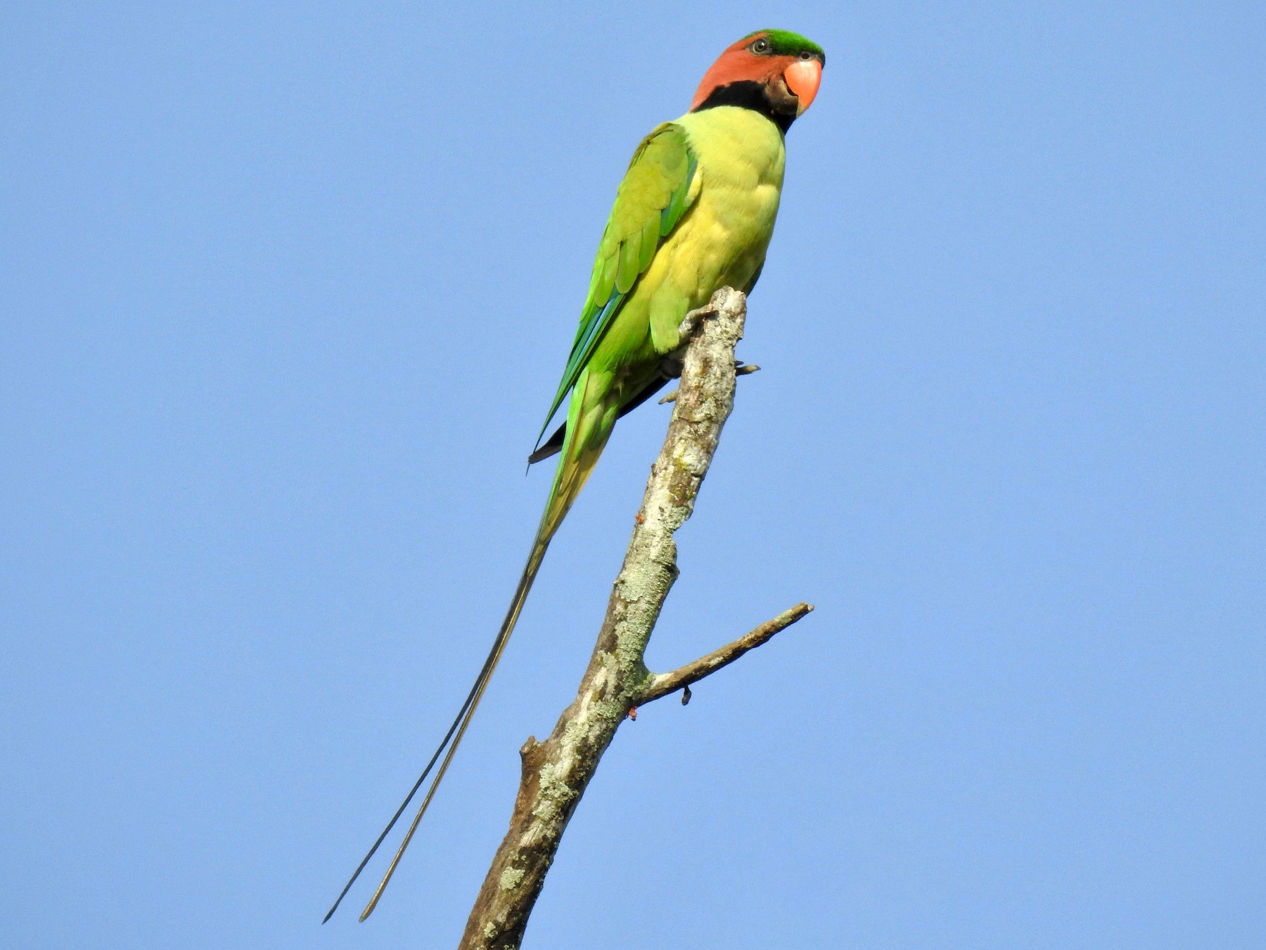 Long-tailed Parakeet - Andy Lee