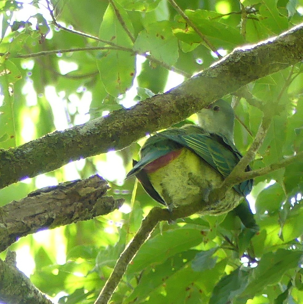 Many-colored Fruit-Dove - ML161391291