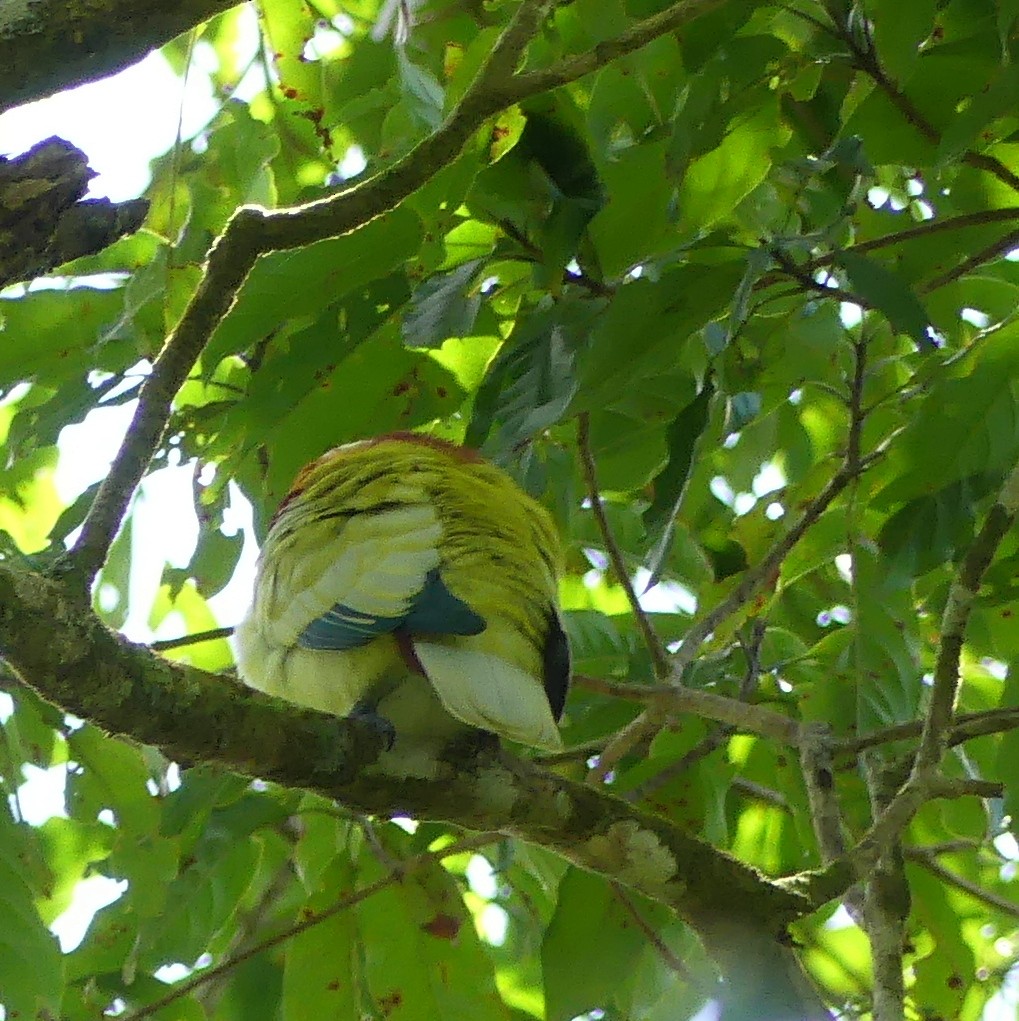 Many-colored Fruit-Dove - ML161391301