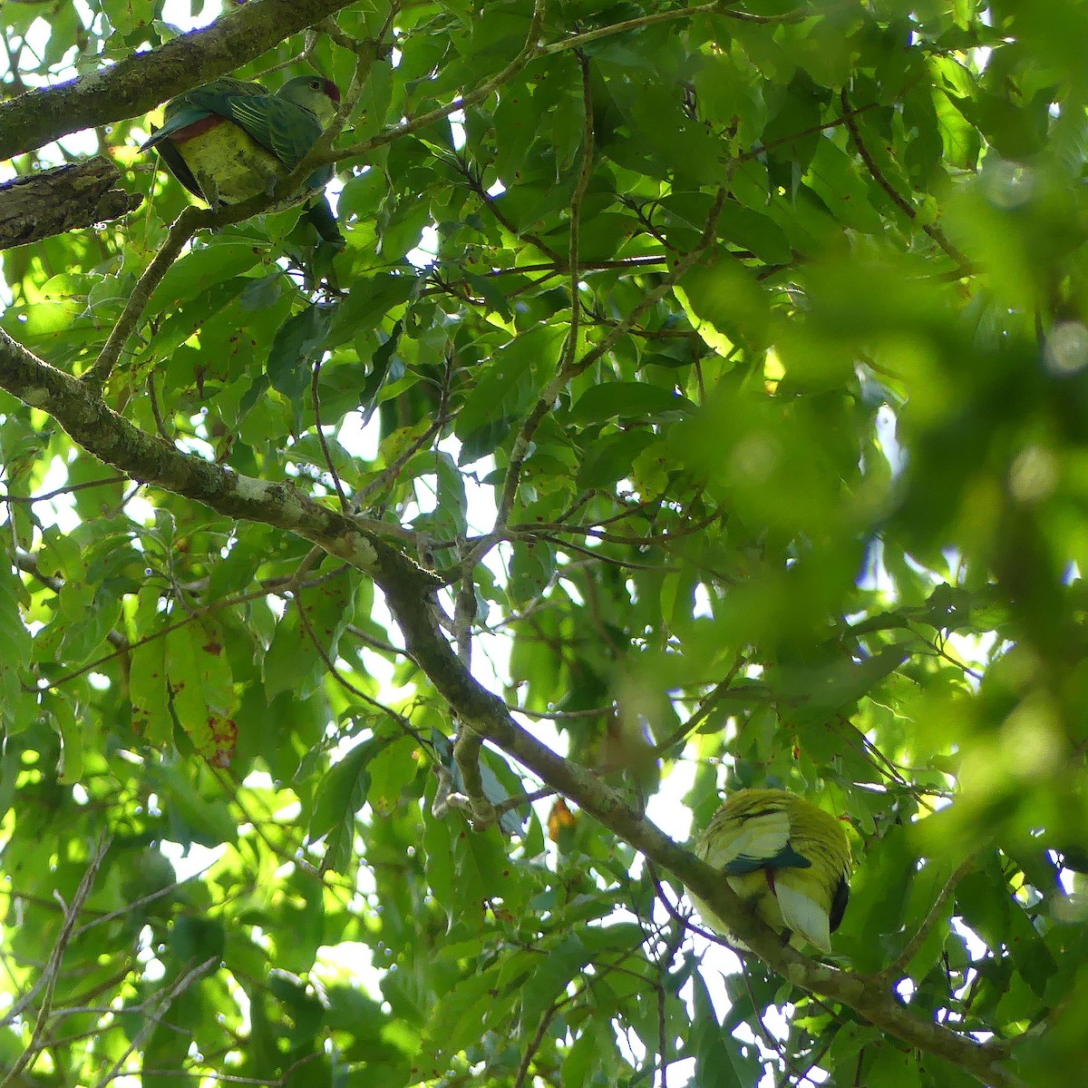 Many-colored Fruit-Dove - ML161391331