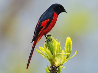  - Short-billed Minivet