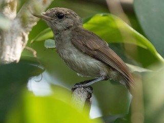 Молодая птица - Joachim Bertrands - ML161391601