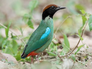  - Western Hooded Pitta (Chestnut-crowned)
