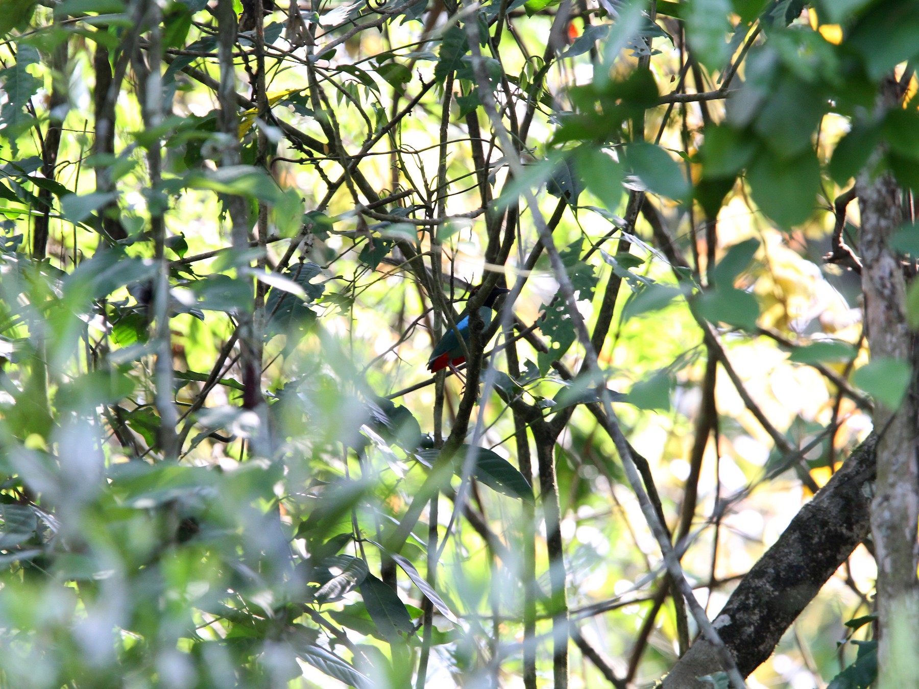 Hooded Pitta - Christoph Moning