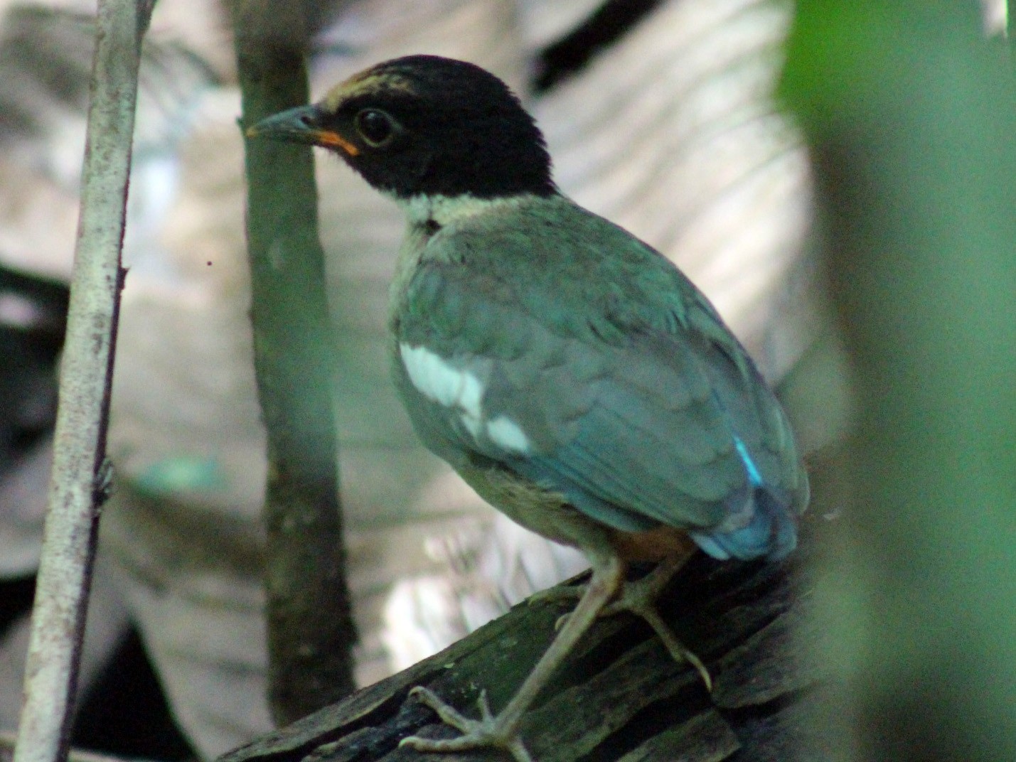 Hooded Pitta - Nathan O'Reilly