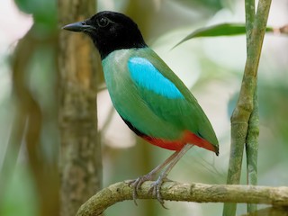  - Western Hooded Pitta