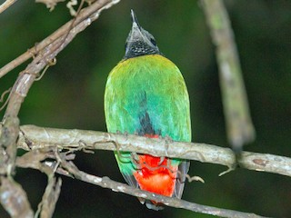  - Eastern Hooded Pitta