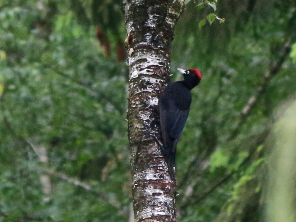 Black Woodpecker - ML161393051