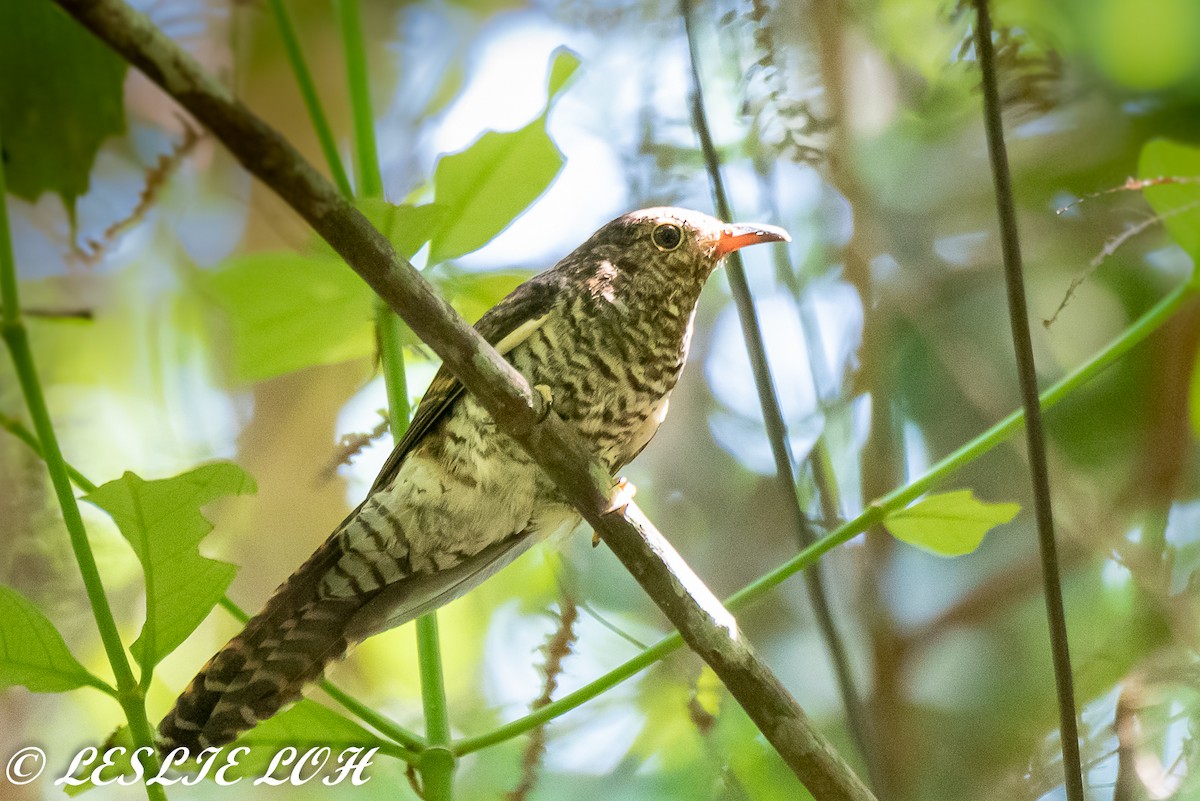 Brush Cuckoo (Sunda) - ML161393791