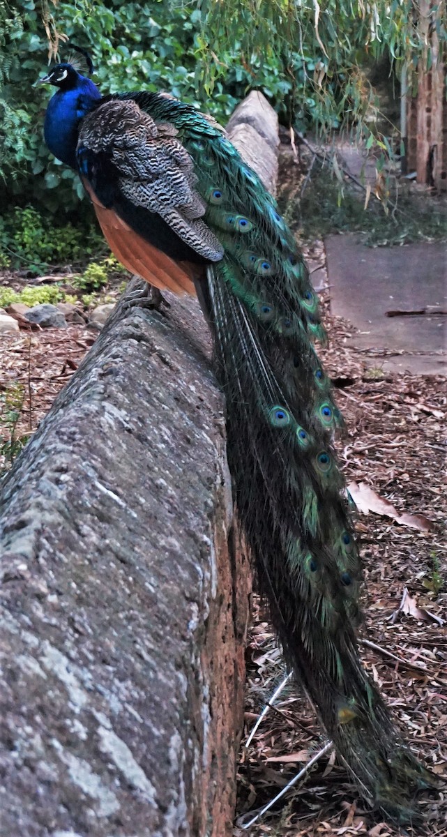 Indian Peafowl (Domestic type) - ML161394271