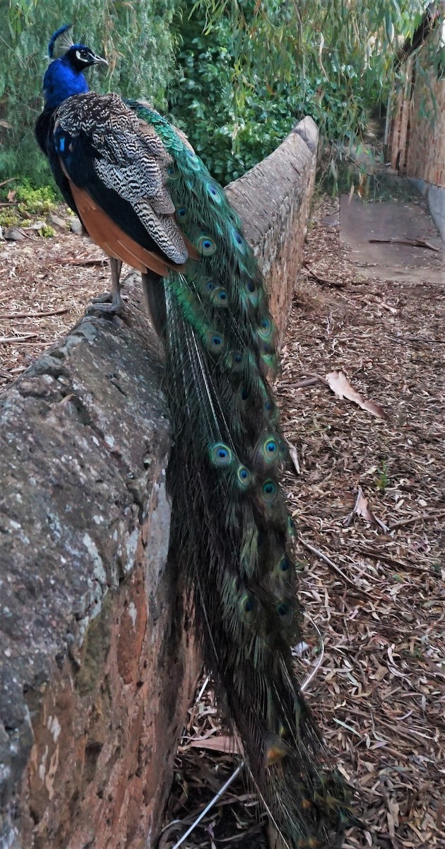 Indian Peafowl (Domestic type) - ML161394281