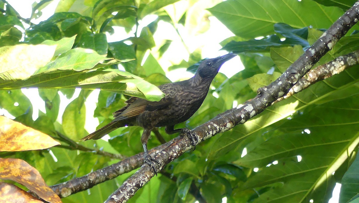 Samoan Starling - ML161395541