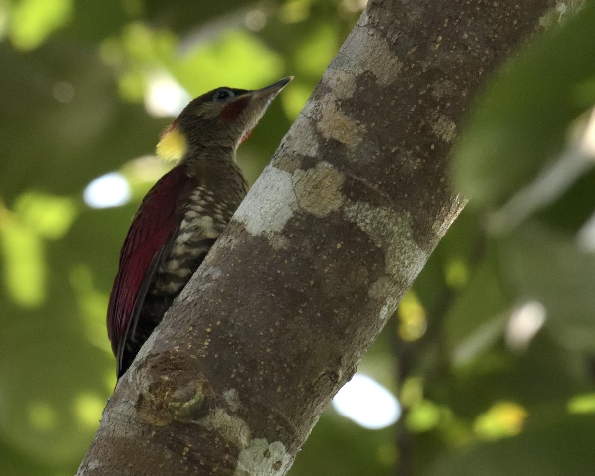 Crimson-winged Woodpecker - Mallika Rajasekaran