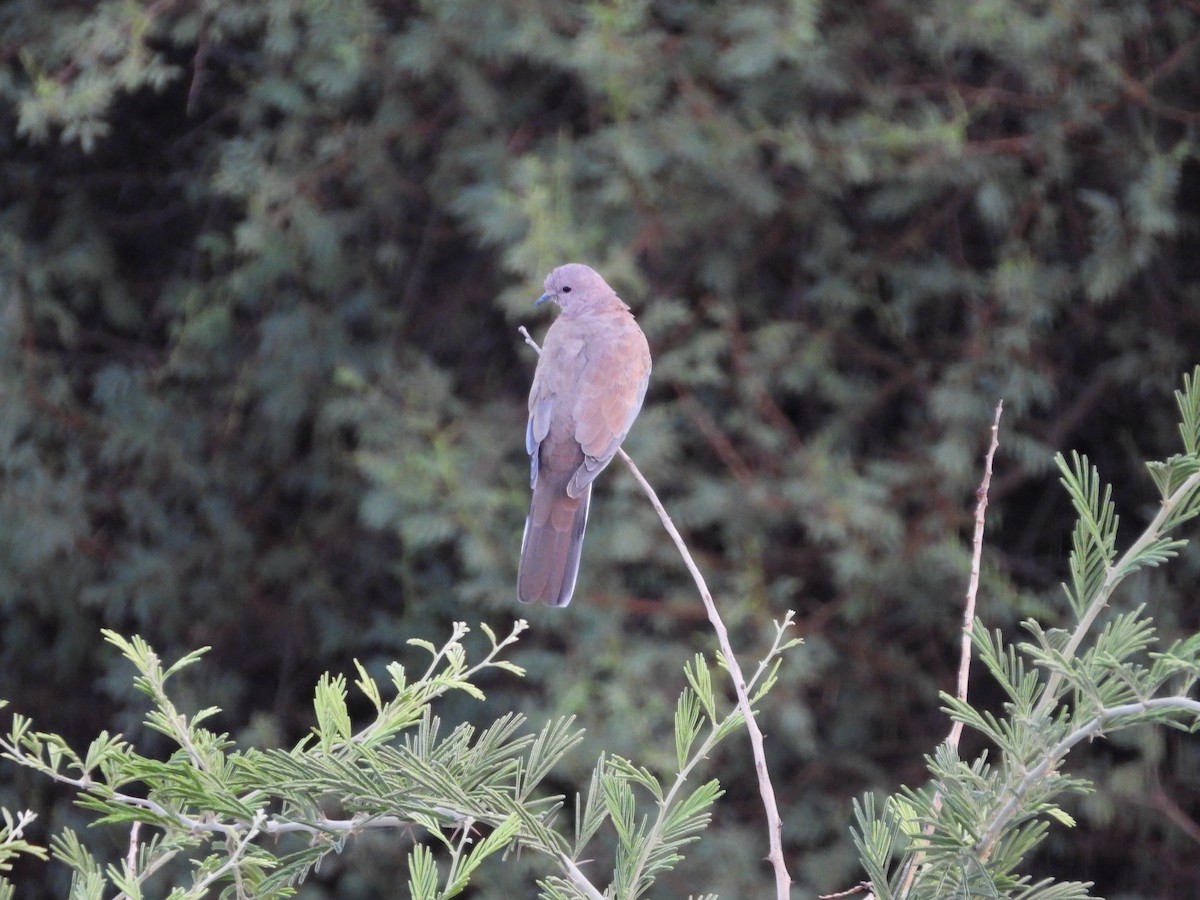 Laughing Dove - ML161399641