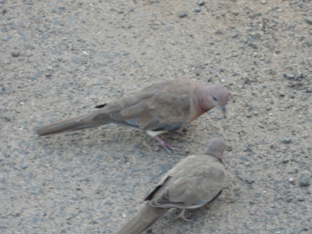 Laughing Dove - ML161399661