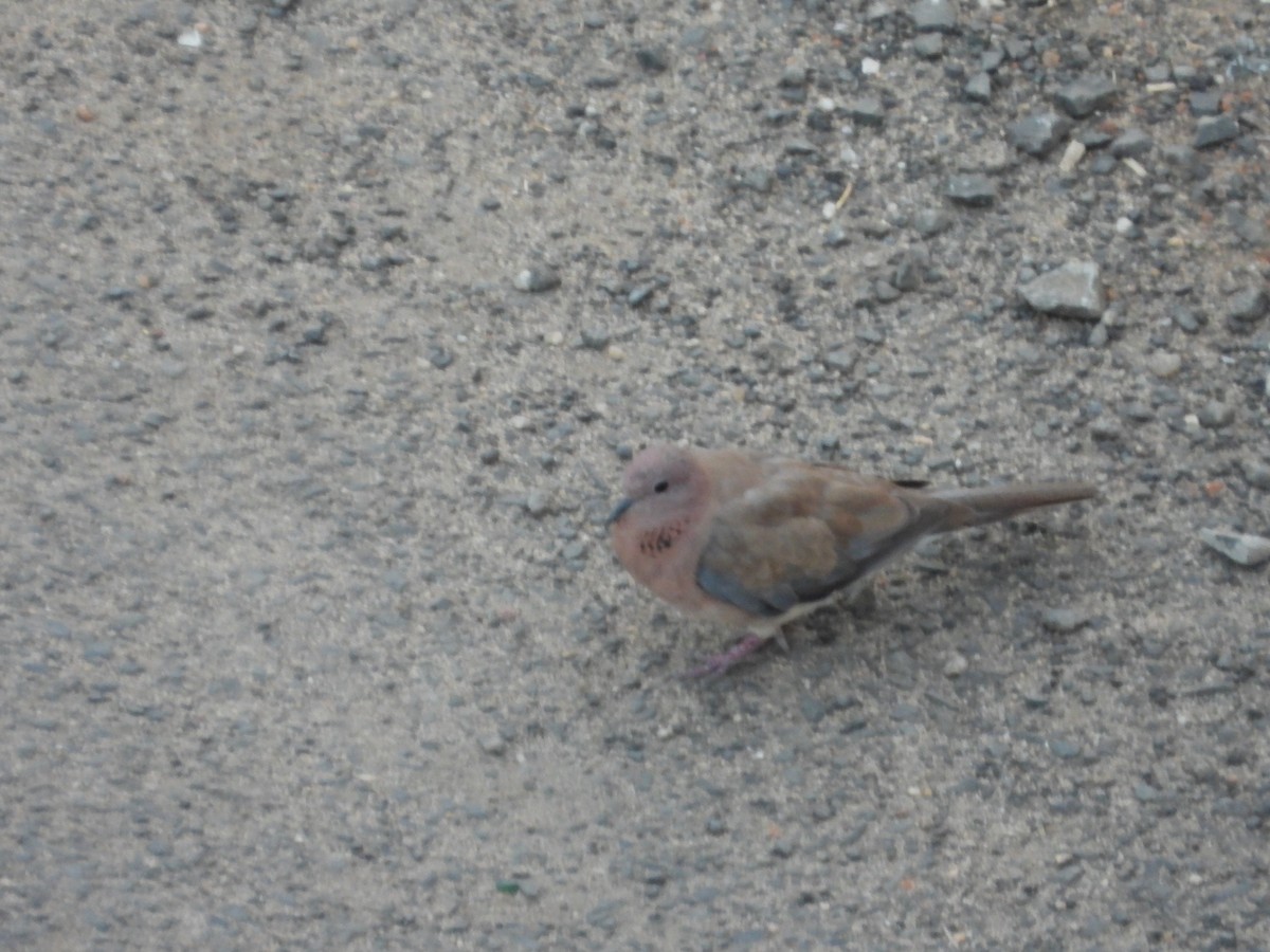 Laughing Dove - ML161399671