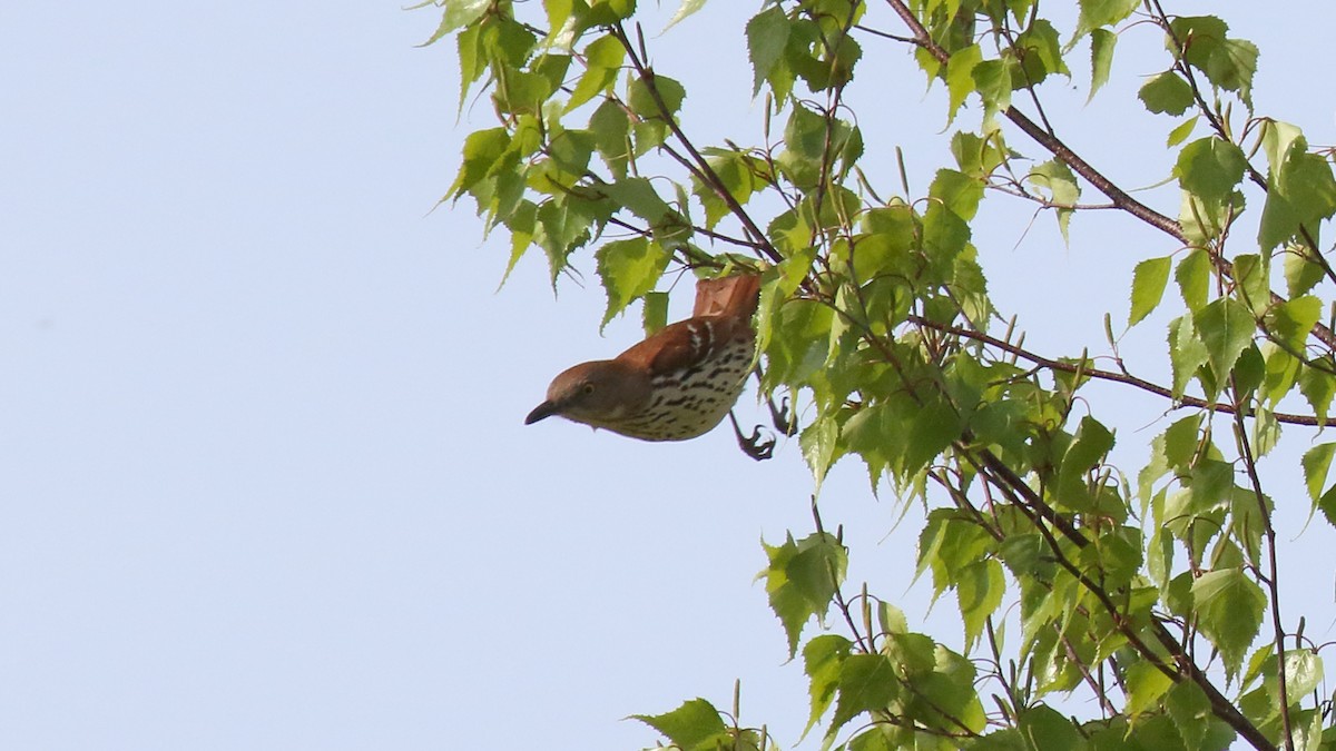 Brown Thrasher - George Nassiopoulos