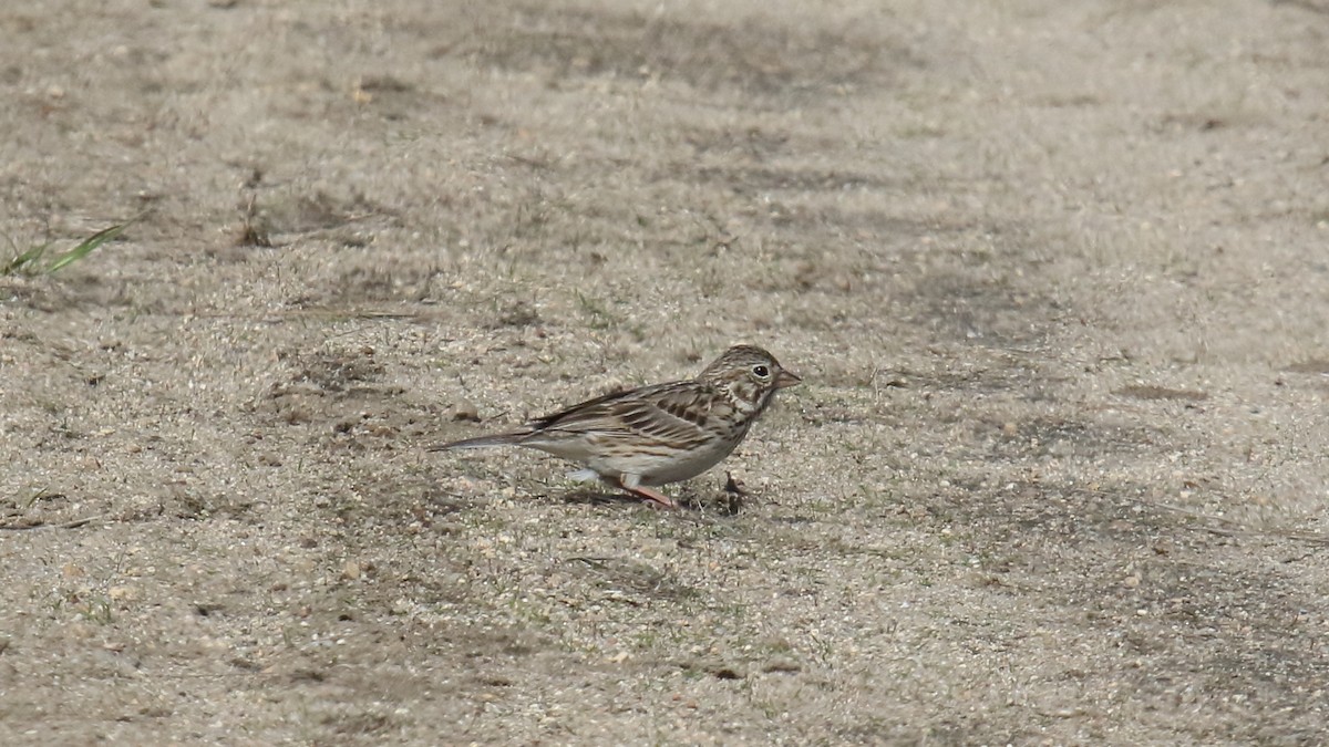 Vesper Sparrow - ML161399911