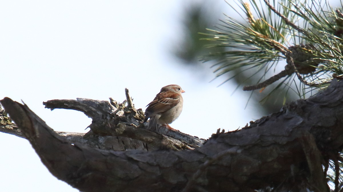 Field Sparrow - George Nassiopoulos