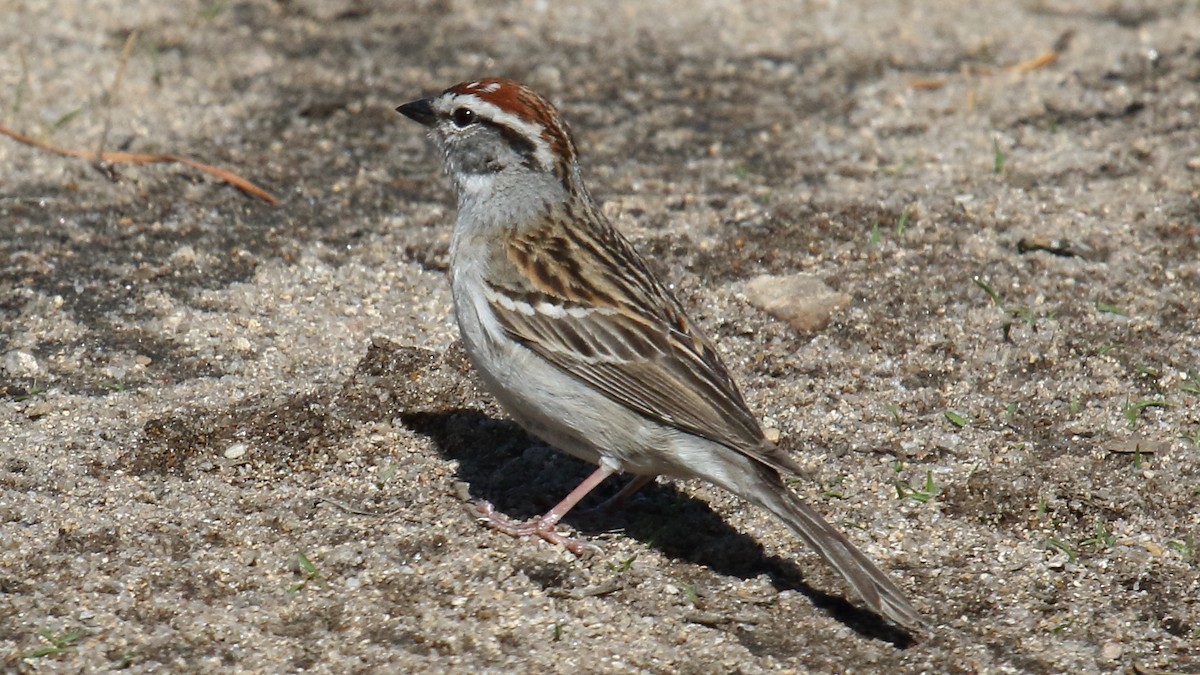 Chipping Sparrow - ML161400341