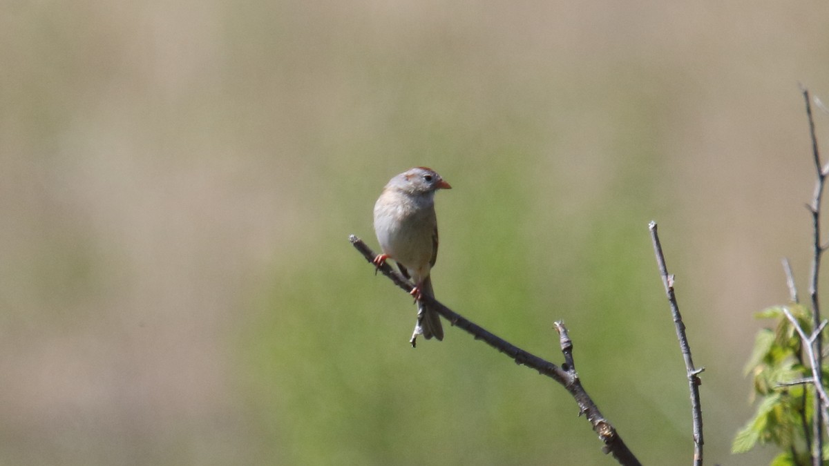 Field Sparrow - George Nassiopoulos