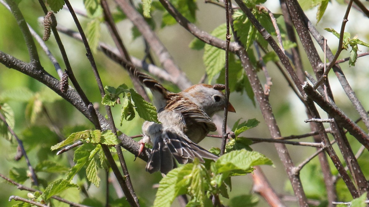 Field Sparrow - ML161400441