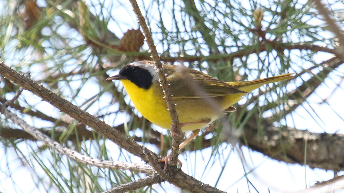 Common Yellowthroat - George Nassiopoulos