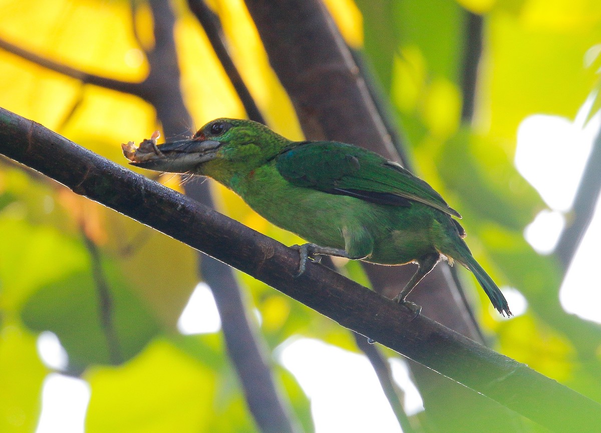 Red-throated Barbet - ML161402331