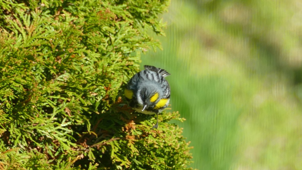 Yellow-rumped Warbler - ML161402411