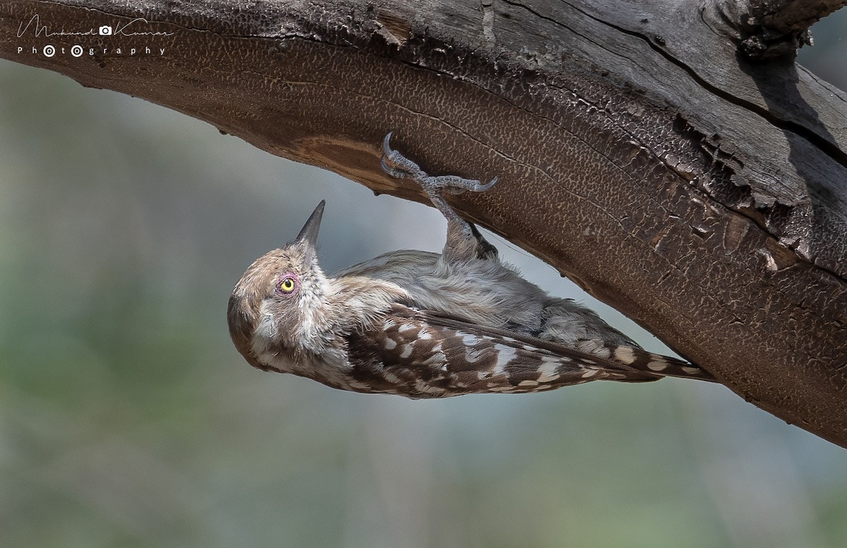 Brown-capped Pygmy Woodpecker - ML161403221