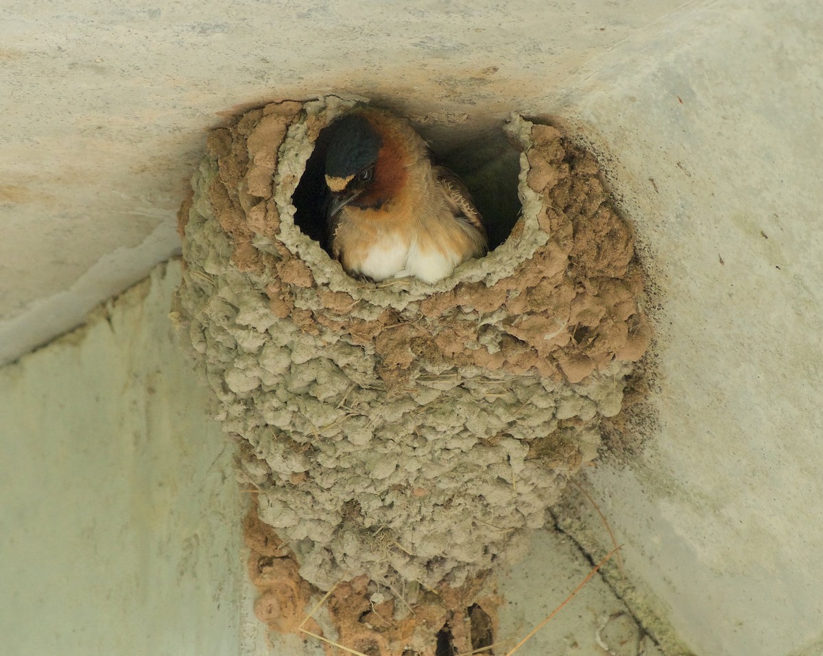 Cliff Swallow - Nick Hawvermale